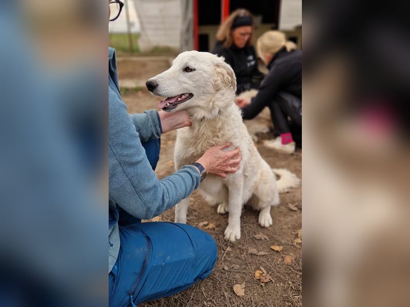 Liebe Bojka sucht ihr Zuhause