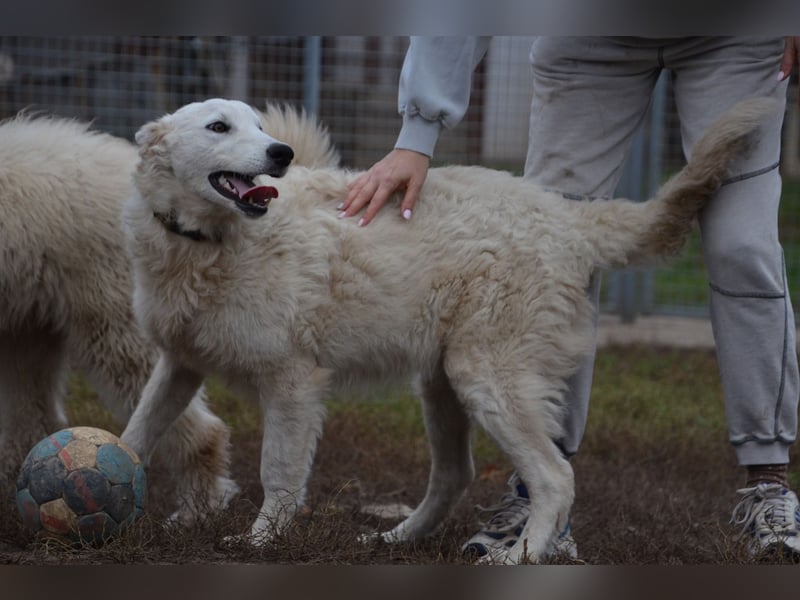 Liebe Bojka sucht ihr Zuhause