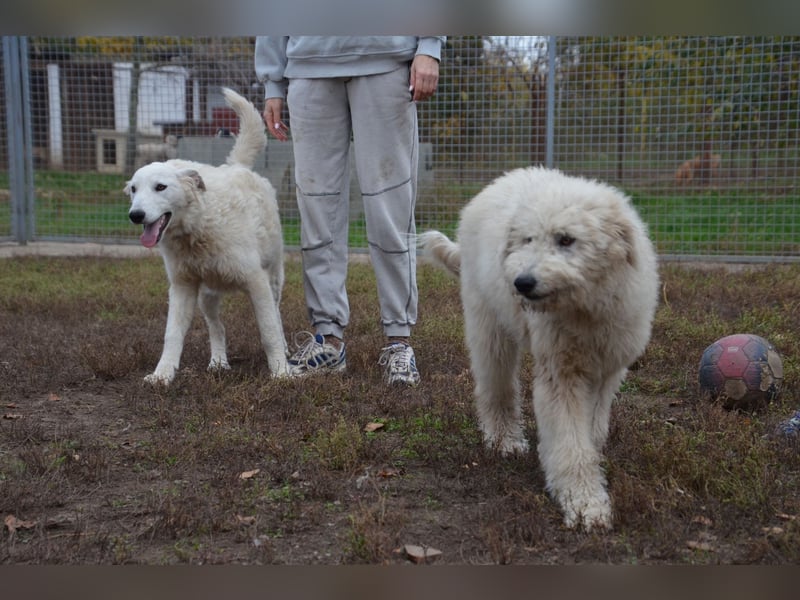 Liebe Bojka sucht ihr Zuhause
