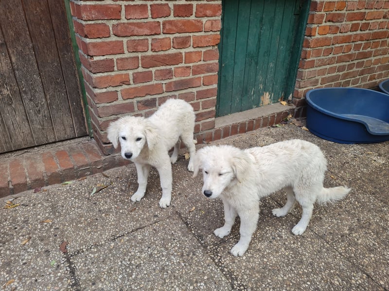 Kuvasz Welpen von Mai 2026