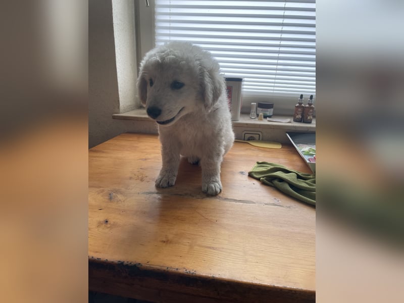 Kuvasz Welpen von Mai 2026