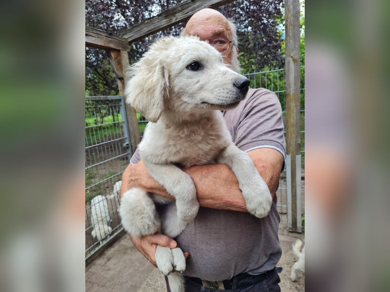Kuvasz Welpen von Mai 2026