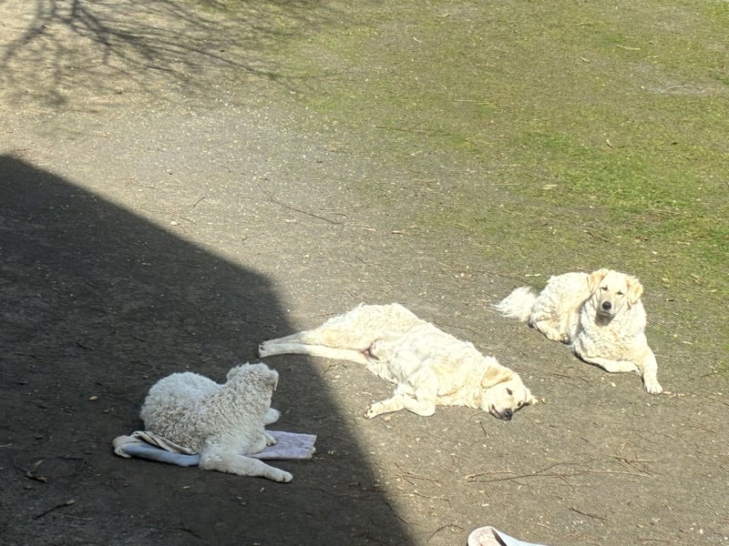 Wunderschöne Kuvasz Hündin sucht Traum Zuhause