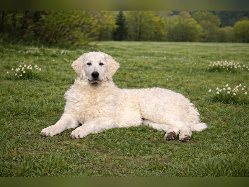 Wunderschöne Kuvasz-Hündin (VDH) sucht Traumzuhause