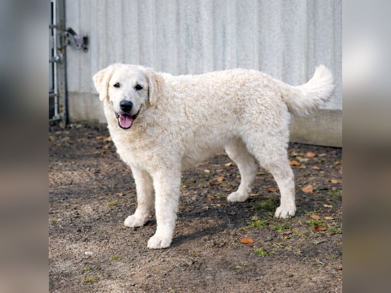 Wunderschöne Kuvasz-Hündin (VDH) sucht Traumzuhause