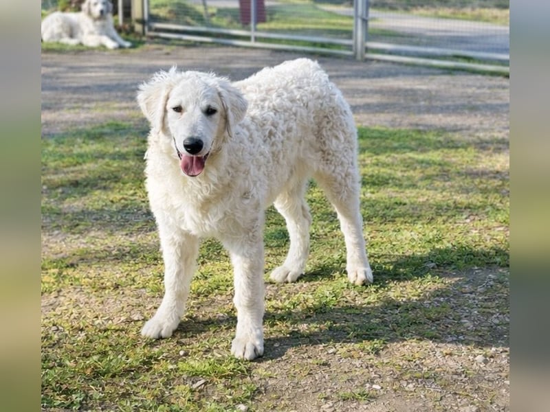 Wunderschöne Kuvasz-Hündin (VDH) sucht Traumzuhause