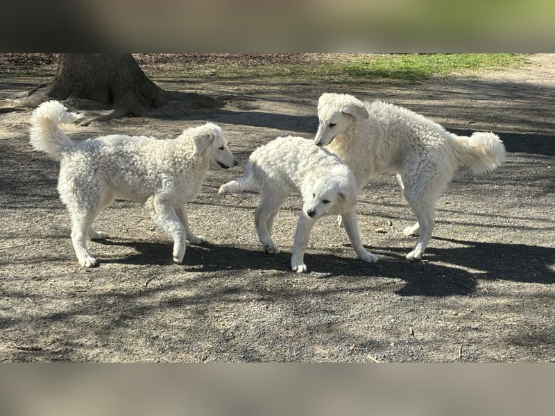 Wunderschöne Kuvasz Hündin sucht Traum Zuhause