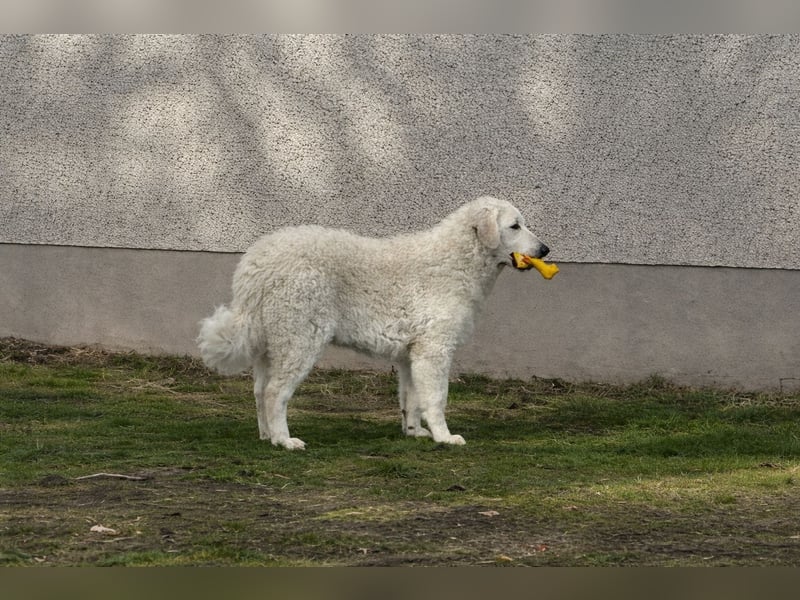 Wunderschöne Kuvasz Hündin sucht Traum Zuhause