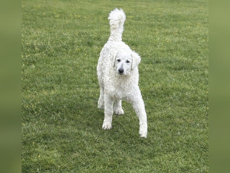 Wunderschöne Kuvasz Hündin sucht Traum Zuhause