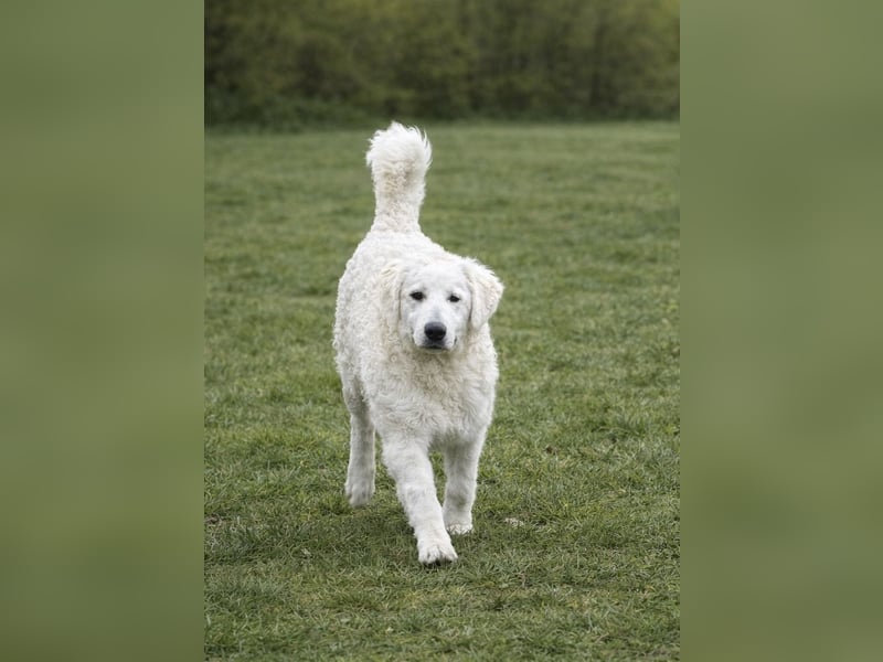 Wunderschöne Kuvasz-Hündin (VDH) sucht Traumzuhause