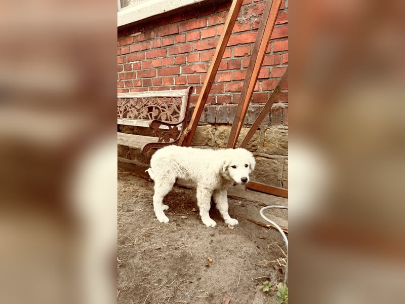 Kubas Welpen ca 4 Monate alt