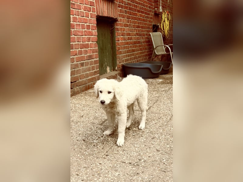 Kubas Welpen ca 4 Monate alt
