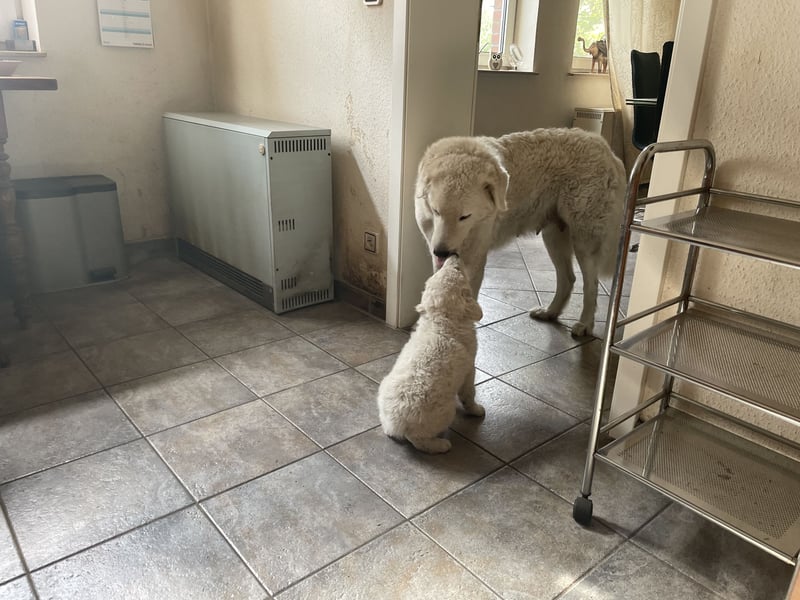 Kuvasz Welpen