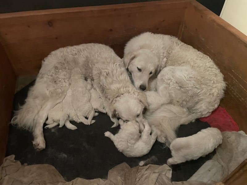 Kuvasz Welpen