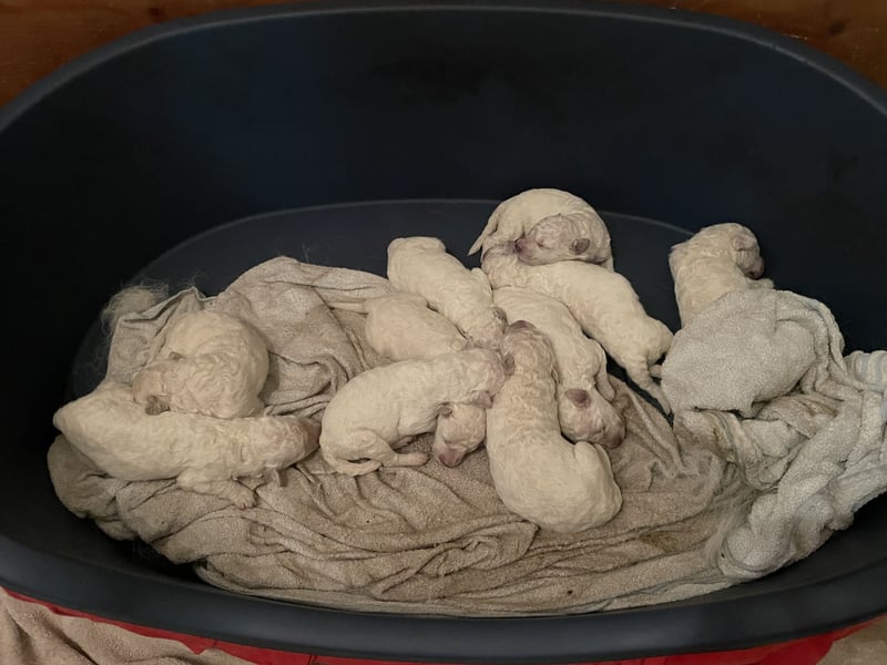 Kuvasz Welpen