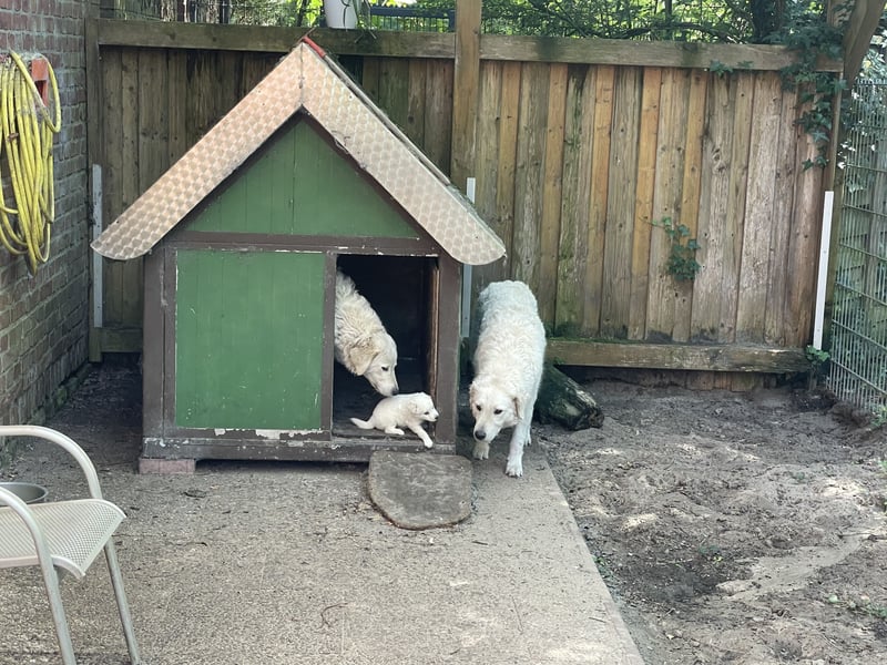 Kuvasz Welpen