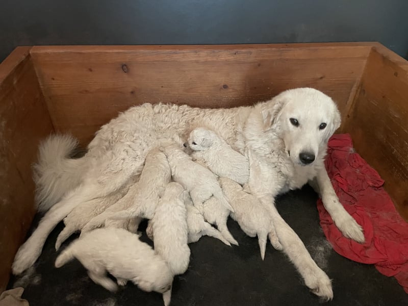 Kuvasz Welpen