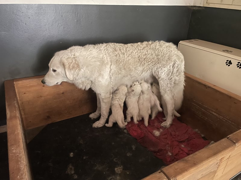 Kuvasz Welpen