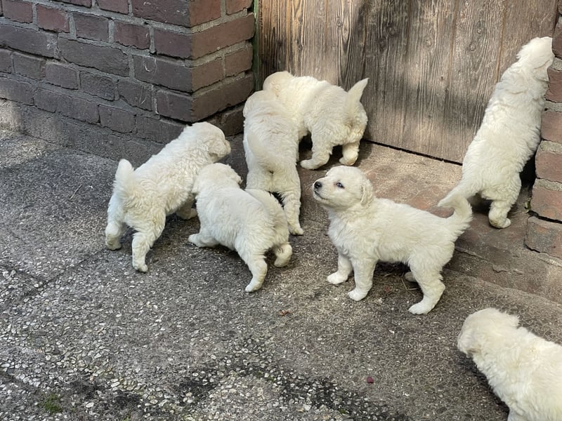 Kuvasz Welpen