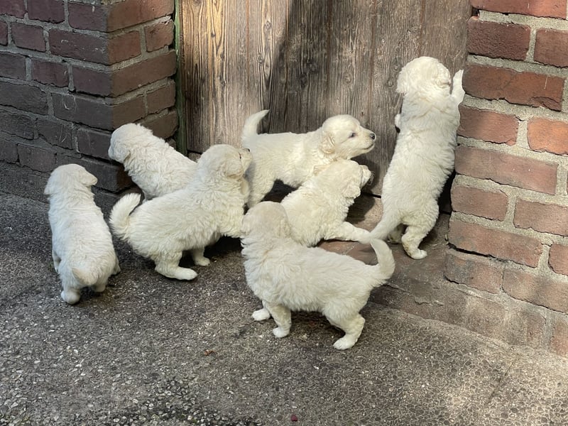 Kuvasz Welpen