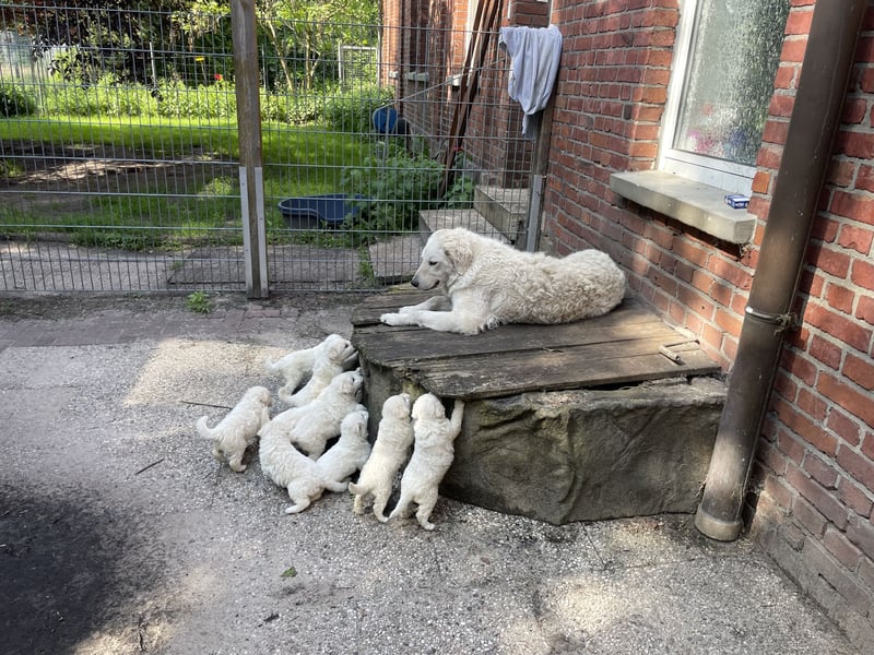 Kuvasz Welpen