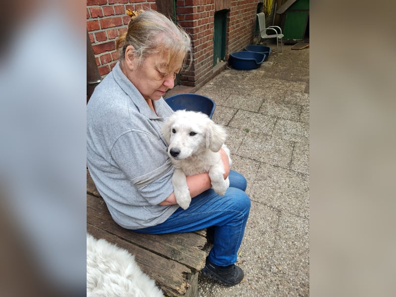 Kuvasz Welpen von Mai 2026