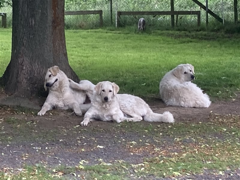 Kuvasz Rüde