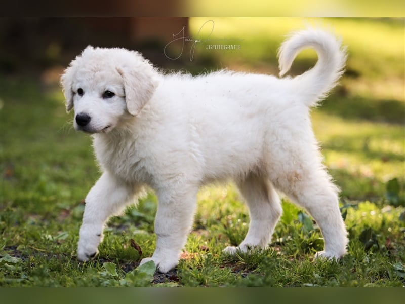 Kuvasz Rüde