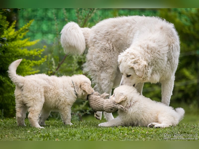 Kuvasz Welpen mit VDH Papieren