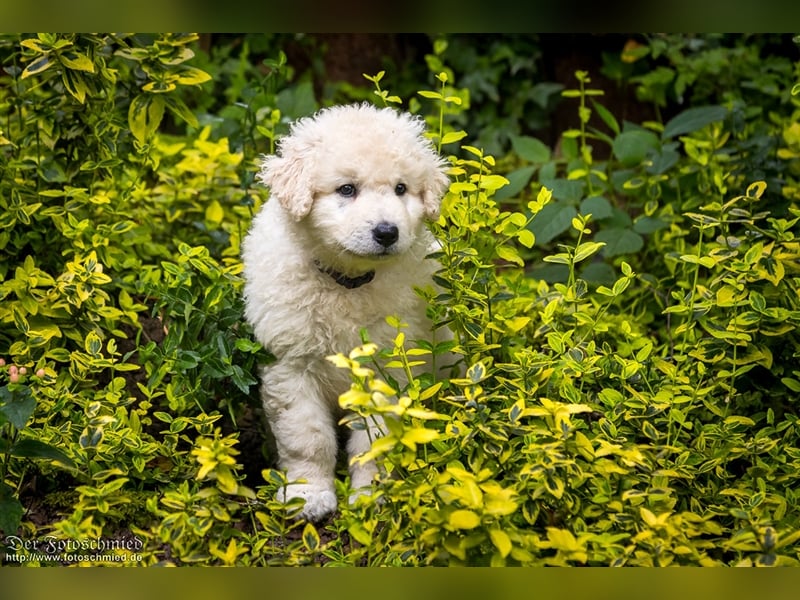 Kuvasz Welpen mit VDH Papieren