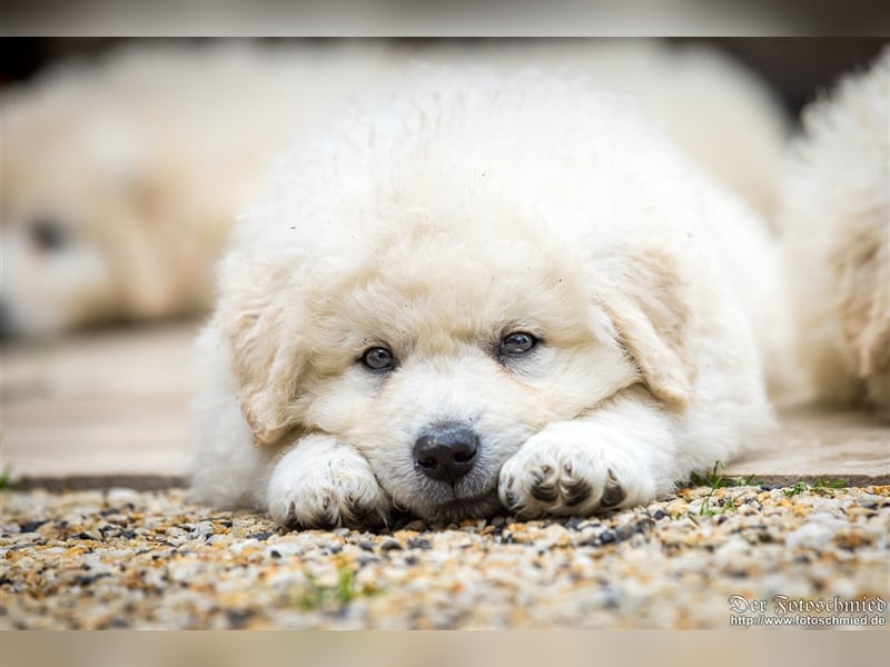 Kuvasz Welpen mit VDH Papieren