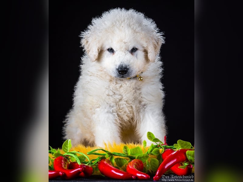 Kuvasz Welpen mit VDH Papieren