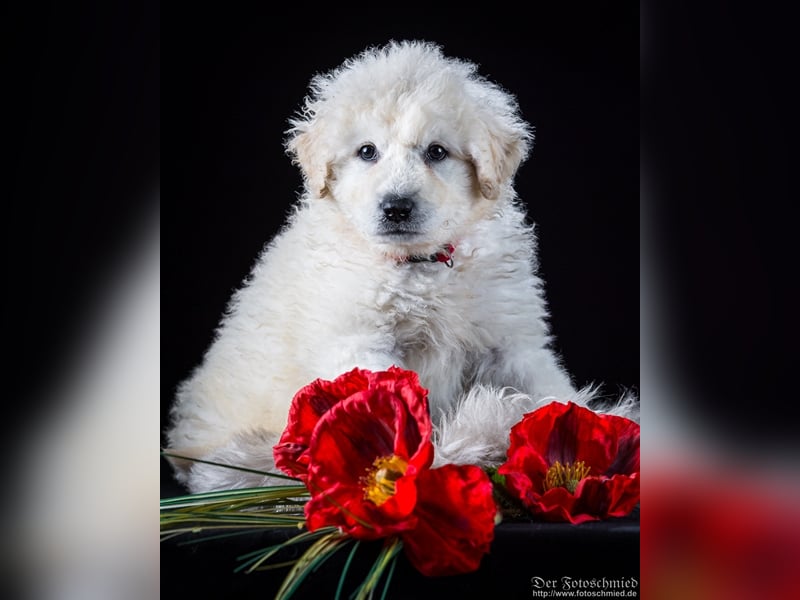 Kuvasz Welpen mit VDH Papieren