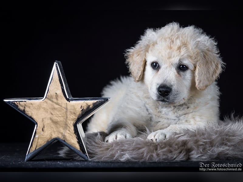 Kuvasz Welpen mit VDH Papieren