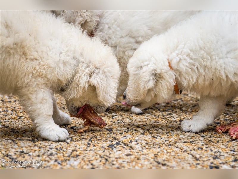 Kuvasz Welpen mit VDH Papieren