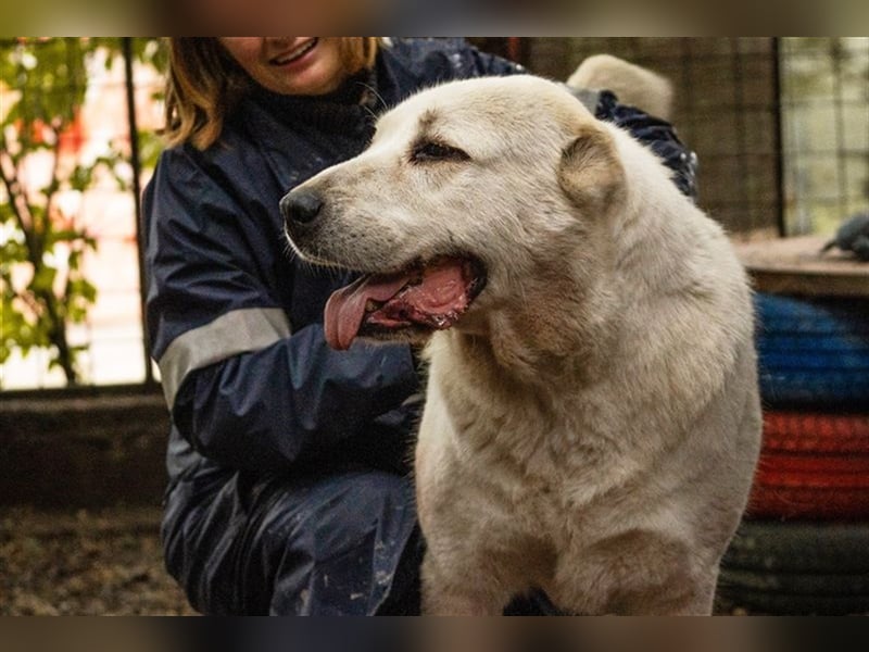 BALDOIN - der freundliche und aufgeschlossene Rüde sucht Menschen mit Hundeerfahrung