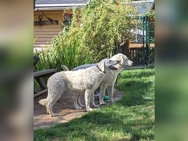 Kuvasz Welpen - Zucht - vom Crystal Diamonds - Mitglied im VDH/ FCI.