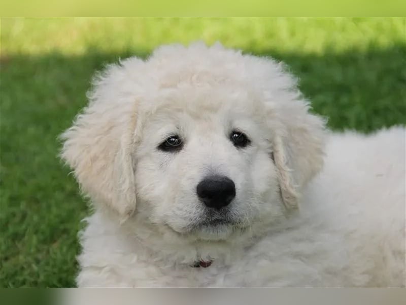 Kuvasz Welpen - Zucht - vom Crystal Diamonds - Mitglied im VDH/ FCI.