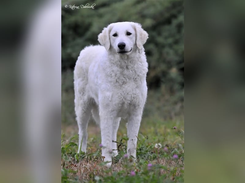 Kuvasz Welpen - Zucht - vom Crystal Diamonds - Mitglied im VDH/ FCI.