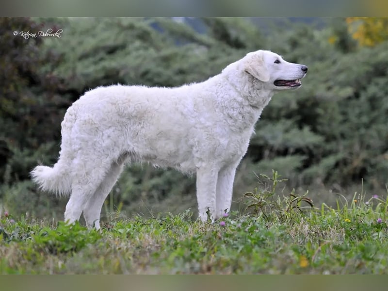 Kuvasz Welpen - Zucht - vom Crystal Diamonds - Mitglied im VDH/ FCI.