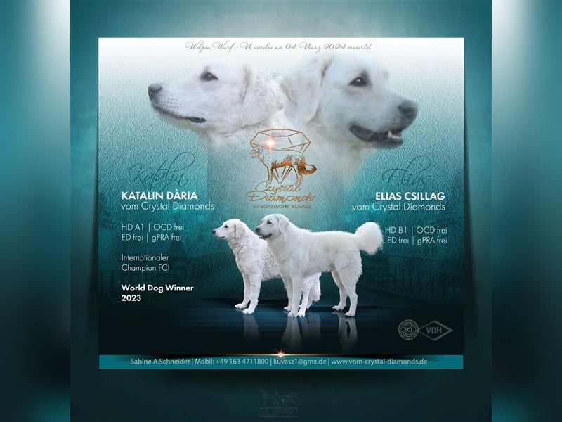 Kuvasz Welpen - Zucht - vom Crystal Diamonds - Mitglied im VDH/ FCI.