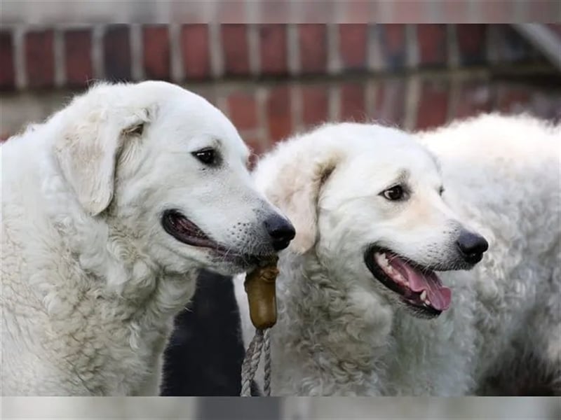 Kuvasz Welpen - Zucht - vom Crystal Diamonds - Mitglied im VDH/ FCI.