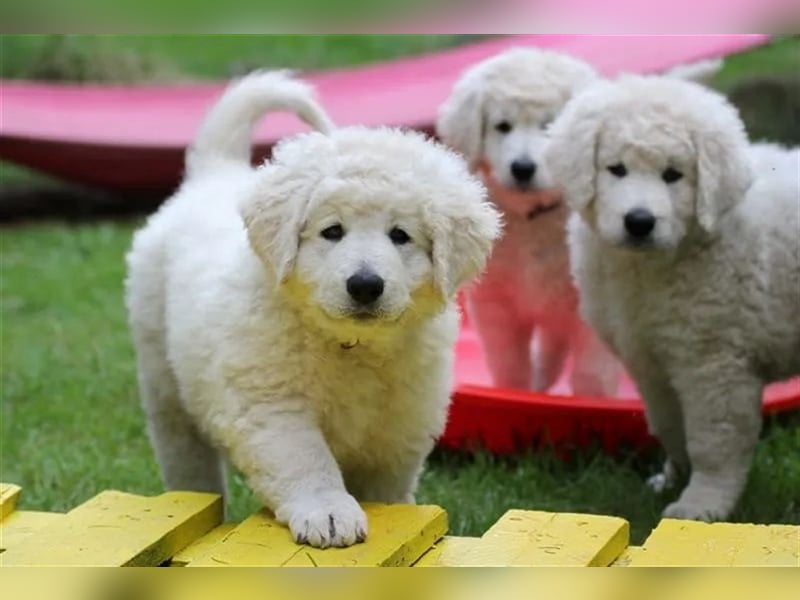 Kuvasz Welpen - Zucht - vom Crystal Diamonds - Mitglied im VDH/ FCI.