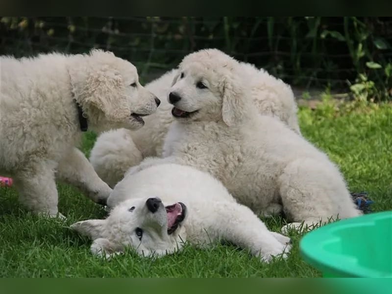 Kuvasz Welpen - Zucht - vom Crystal Diamonds - Mitglied im VDH/ FCI.