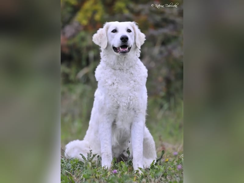 Kuvasz Welpen - Zucht - vom Crystal Diamonds - Mitglied im VDH/ FCI.