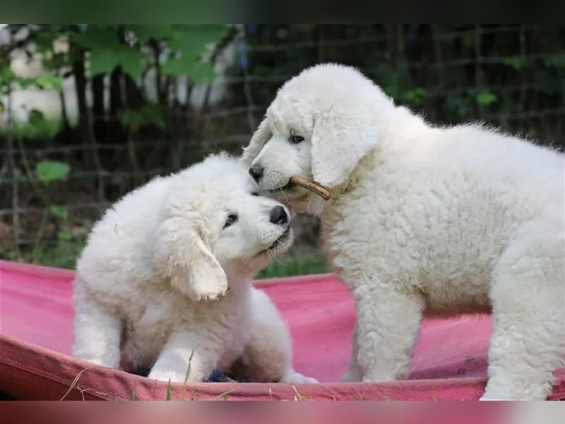 Kuvasz Welpen - Zucht - vom Crystal Diamonds - Mitglied im VDH/ FCI.