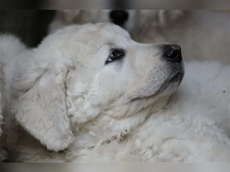 Kuvasz Welpen - Zucht - vom Crystal Diamonds - Mitglied im VDH/ FCI.