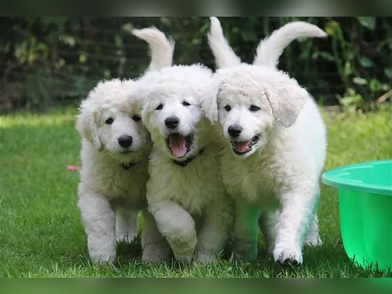 Kuvasz Welpen - Zucht - vom Crystal Diamonds - Mitglied im VDH/ FCI.