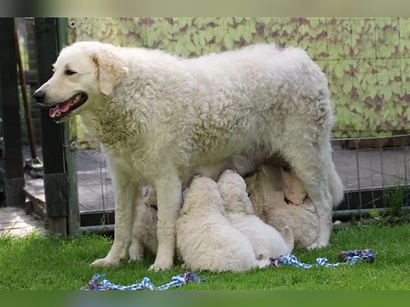 Kuvasz Welpen - Zucht - vom Crystal Diamonds - Mitglied im VDH/ FCI.