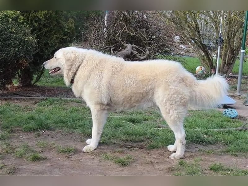 Kuvasz Welpen - Zucht - vom Crystal Diamonds - Mitglied im VDH/ FCI.